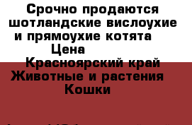 Срочно продаются шотландские вислоухие и прямоухие котята ! › Цена ­ 2 500 - Красноярский край Животные и растения » Кошки   